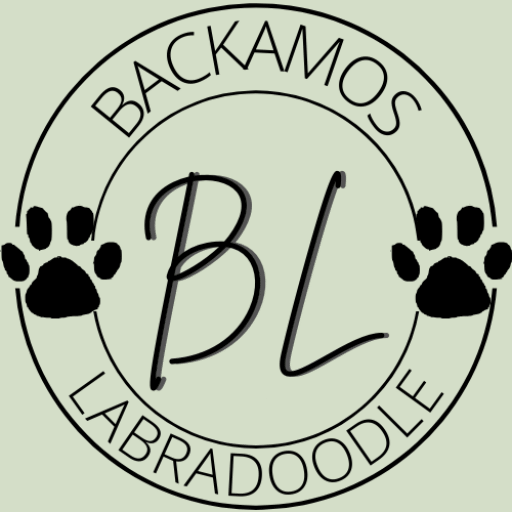Backamos Labradoodle